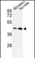 KLF4 Antibody 