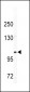 CD49e Antibody (C-term)