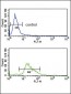 PLG Antibody (C-term)