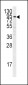 PLG Antibody (C-term)