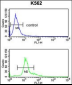 SERPINF1 Antibody (Center)