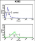 POLE3 Antibody (N-term)