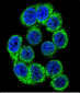 HYOU1 Antibody (Center)