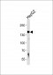 HYOU1 Antibody (Center)