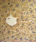 MSRA Antibody (N-term)