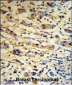 A1BG Antibody (C-term)