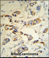 C1QA Antibody (C-term)
