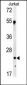 C1QA Antibody (C-term)