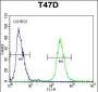 FGG Antibody (C-term)