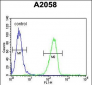 GSN Antibody (C-term)