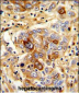 CD163 Antibody (N-term)