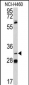 PITX1 Antibody (Center)