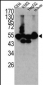 CPN1 Antibody (N-term)