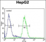 CP Antibody (N-term)