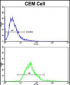 MGMT Antibody (C-term)