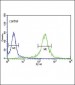 KLF5 Antibody (C-term)