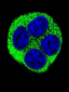 NQO1 Antibody (Center)