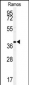 MAF Antibody (C-term)