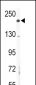 COL5A2 Antibody (N-term)