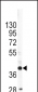 APOL1 Antibody (C-term)