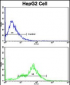 CEACAM Antibody (N-term)