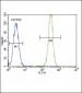 SMAD2 Antibody