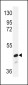 SMAD2 Antibody