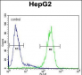 SERPINH1 Antibody (C-term)