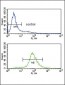 Bcl-6 Antibody (C-term)