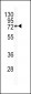 Bcl-6 Antibody (C-term)