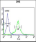 SEPT4 Antibody (N-term)