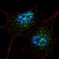 AP1486e-NANOG-Antibody-S285