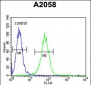 SOX4 Antibody (N-term)