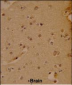 SOX4 Antibody (N-term)