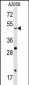 SOX4 Antibody (N-term)