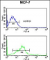 EBP1 Antibody (C-term)