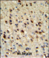 EBP1 Antibody (C-term)