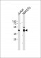 EBP1 Antibody (C-term)
