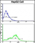 CD38 Antibody (C-term)