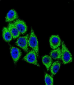 CD38 Antibody (C-term)