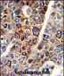 CD38 Antibody (C-term)