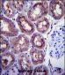 ENOA Antibody (C-term)