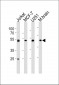 ENOA Antibody (C-term)