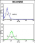 CD166 Antibody (N-term)