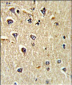 CD166 Antibody (N-term)