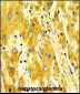 CD36 Antibody (Center)