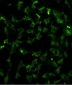 CA9 Antibody (Center)