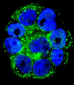 IL1RN Antibody (C-term)