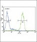 ATP7B Antibody (C-term)