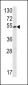 SUV4-20H2 Antibody (Center)